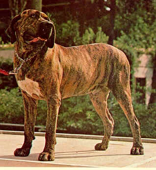 Fila Brasileiro - Guia de Raça de Cachorro - Dog Times